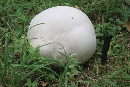 Giant Puffball Calvatia gigantea Identification: Softball-soccer ball in size; white leathery skin when young turning yellow-tan when mature Season of fruiting: Late summer-fall Ecosystem function: