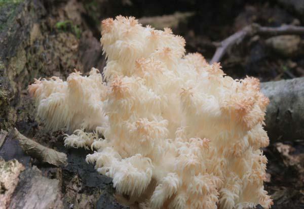 Bear s Head Tooth Hericium coralloides Identification: From a single stem, the fruit body branches into clusters of snow-white spines that point down and bear the spores of the fungus on their outer