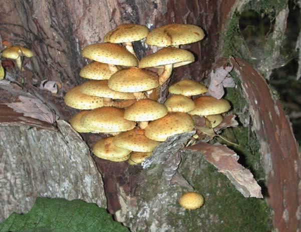 Scaly Pholiota Pholiota squarrosa Identification: Cap dry, yellow-pale tan with brown scales; gills yellow-light brown, brown spores; stalk with a veil forming a ring, scales present below but not