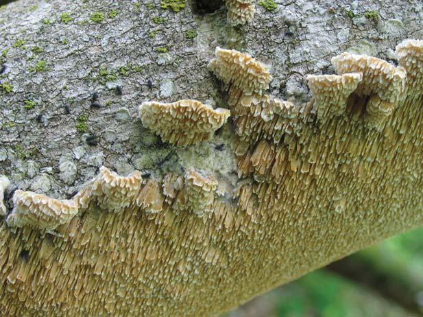 Milk-White Toothed Polypore Irpex lacteus (Polyporus tulipiferae) Identification: White, crust-like, flat to substrate, pores breaking into teeth Season of fruiting: Spring-fall Ecosystem function: