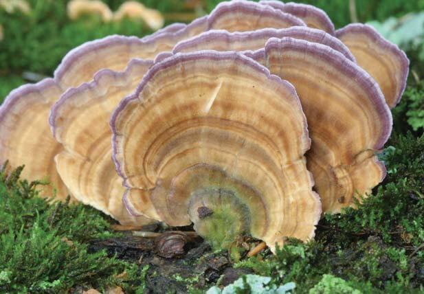 Violet Polypore Trichaptum biforme (Hirschioporus pargamenus, Polyporus pargamenus) Identification: Fruit bodies thin, leathery, with zones of various colors and a violet pore surface only on the