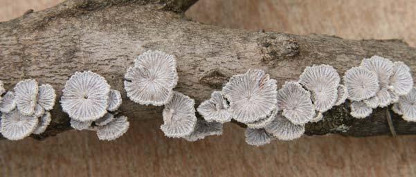 Common Split Gill Schizophyllum commune Identification: Clusters of leathery, whitish gray, fan-shaped gilled fruit bodies Season of fruiting:
