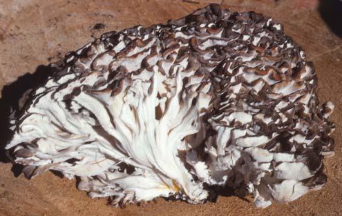 Hen of the Woods Grifola frondosa (Polyporus frondosus) Identification: Large, dull white to gray, solitary fruit bodies with overlapping