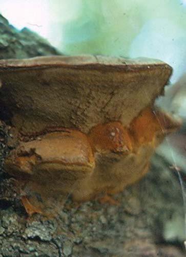 Annual Shelf Fungus Phellinus gilvus (Polyporus gilvus) Identification: Leathery, yellow to brown shelf, yellow-brown interior Season of fruiting: Summer-fall Ecosystem function: White sapwood