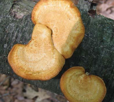Diamond Polypore Polyporus alveolaris (Favolus alveolaris) Identification: Fruit body cream to orange or reddish brown; short