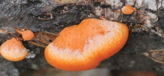 Cinnabar-Red Polypore Pycnoporus cinnabarinus (Polyporus cinnabarinus) Identification: Orange-red, broadly attached