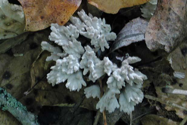 Coral-Like Jelly Fungus Tremellodendron pallidum Identification: Fruit body resembling coral with white, leathery, flattened upright branches found on the ground in hardwood and conifer stands Season