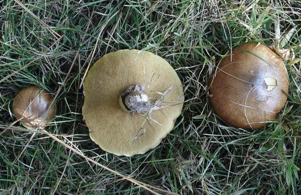 Slippery Jack Bolete Suillus luteus Identification: Cap smooth, sticky red-brown; flesh white; tube openings radiate out from stalk in a linear pattern Season of fruiting: Late summer-fall Ecosystem