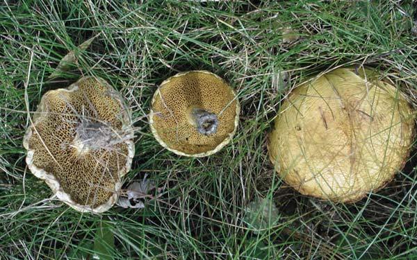 White Pine Bolete Suillus americanus Identification: Cap yellow with red streaks, smooth; flesh yellow; tube openings radiate out from stalk in a linear pattern Season of fruiting: Late summer-fall