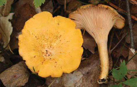 Cantharellus mushrooms are known worldwide as chanterelles and are some of the very best edible mushrooms.