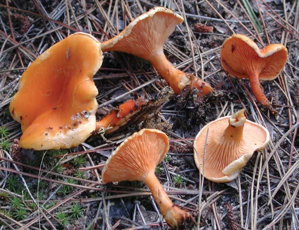 False Chanterelle Hygrophoropsis aurantiaca Identification: Cap orange to orangish-brown, shallow, velvety, funnel-shaped; gills attached to stem; flesh waxy Season of fruiting: Late summer-fall