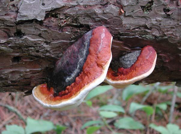 The Red Band Fungus Fomitopsis pinicola (Fomes pinicola) Identification: Brown-black, crusty fruit body with white-red margin and yellow-brown lower pore surface Season of fruiting: Perennial on