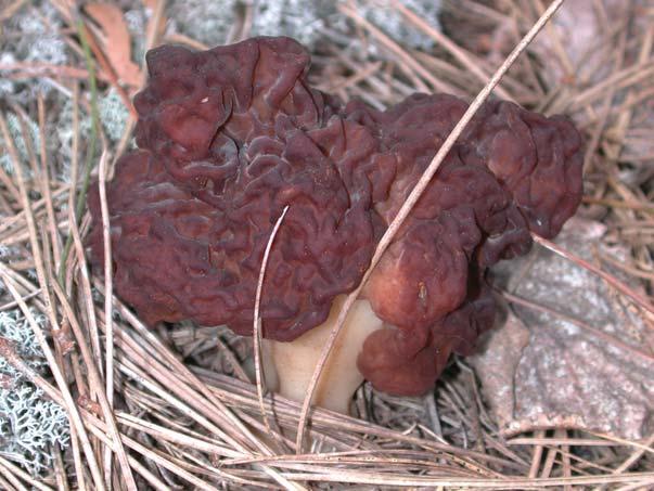 False Morel Gyromitra esculenta Identification: Cap red-brown, irregular, brain-like; stalk white-yellow Season of fruiting: Spring Ecosystem function: Litter fungus in red and jack pine stands