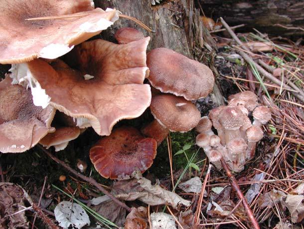 Honey Mushroom Armillaria solidipes (A.