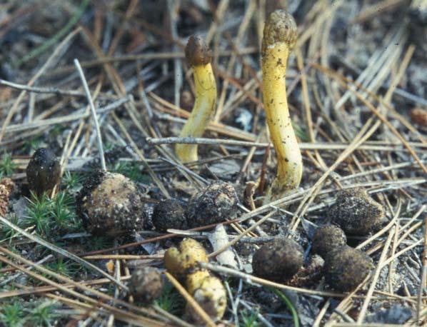 Truffle Eater Cordyceps ophioglossoides Identification: Club-shaped; yellow to olive-brown; yellow threads extending down into the soil where it parasitizes the fungus Elaphomyces granulatus (deer