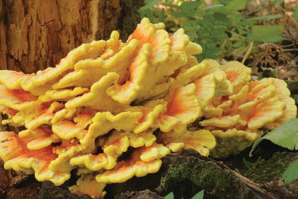 Sulfur Shelf Laetiporus sulphureus (Polyporus sulphureus) Identification: Multiple clusters of yellow-orange shelves growing on wood, soft, fleshy when young, turning hard when mature Season of