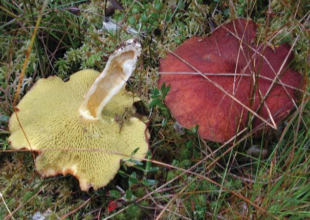 Hollow Stem Larch Suillus Suillus cavipes Identification: Cap surface dark red-brown with dense hair; pore surface white-pale yellow with tubes radiating out from a hollow stem Season of fruiting: