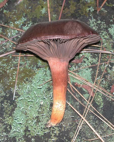 Tent Stakes Gomphidius glutinosus Identification: Cap dark brown, sticky; gills run down the thick stalk; lower surface white but turning black when spores are released Season of fruiting: