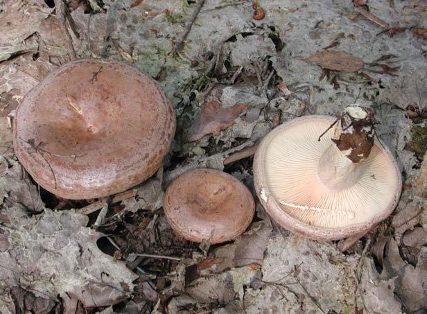 Milky Caps Lactarius volemus Identification: Cap rounded, center often depressed; all members of this group contain a latex that is exuded when the gills are cut Season of fruiting: Summer-fall