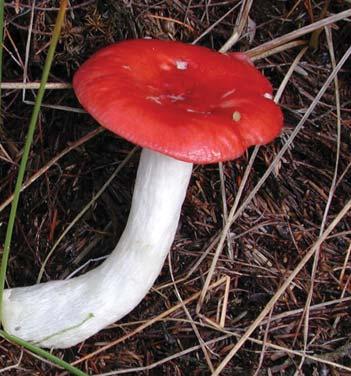 conifer trees Edibility: Mildly poisonous Fungal note: This species can be found in deep moss in bogs.