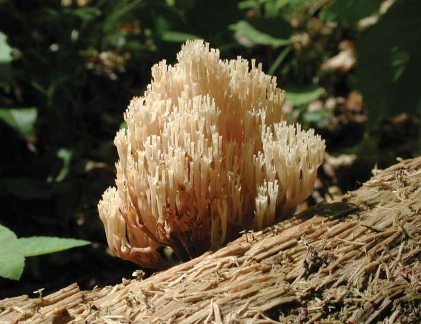 Coral Fungus Clavicorona pyxidata Identification: Multiple branched stalks, white-yellow, tips of branches forming a crown Season of fruiting: Late spring-summer Ecosystem function: Completes the