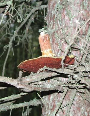 Mike Ostry, U.S. Forest Service Figure 2. Hollow Stem Larch Suillus (Suillus cavipes) stored on branches of black spruce by squirrels. Figure 3.