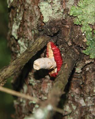 Macrofungi are distinguished from other fungi by their fruiting structures (fruit bodies bearing spores) that we know as mushrooms.