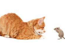 Cat and Mouse Activity Guide: igrow readers Physical ACTIVITY 1 1. One player is chosen as the cat and one is the mouse.