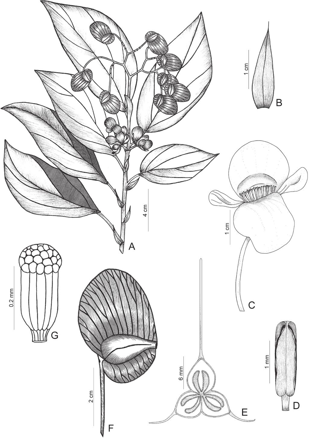 8 Bernarda de Souza Gregório et al. / PhytoKeys 44: 1 13 (2015) Figure 3. Begonia elianeae.
