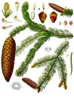 Picea abies - (L.)H.Karst.
