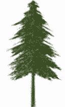 Summary Picea abies is an evergreen Tree growing to 30 m (98ft) by 10 m (32ft) at a fast rate. It is hardy to zone 4 and is not frost tender.