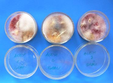 wheat caryopses were developed species of the Penicillium and Rhizopus genres.