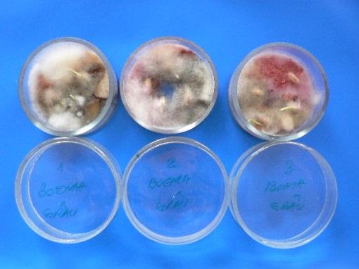 Epicoccum purpurascens fungal contaminated 4 of the tested varieties (,, and )