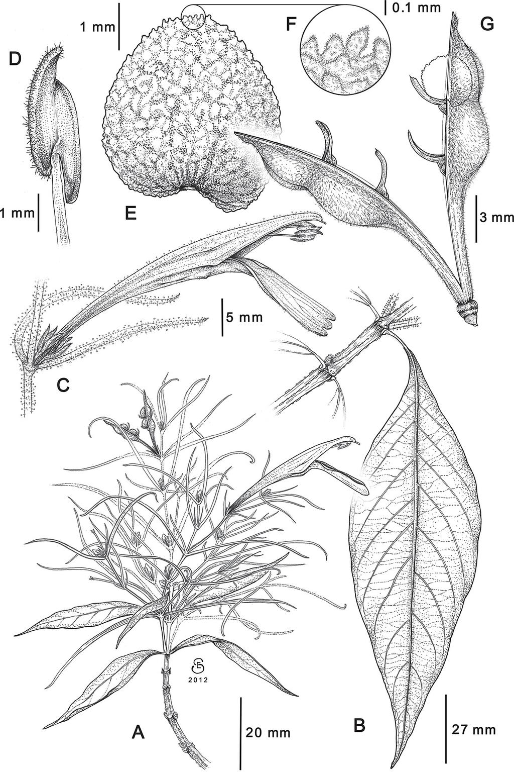 NUMBER IS DANIEL & LOTT: A NEW SPECIES OF JUSTICIA (ACANTHACEAE) FROM MEXICO 17 FIG. 1. fusticia salasiae (Daniel et al. 11890 ). A. Distal nodes and inflorescence. B.