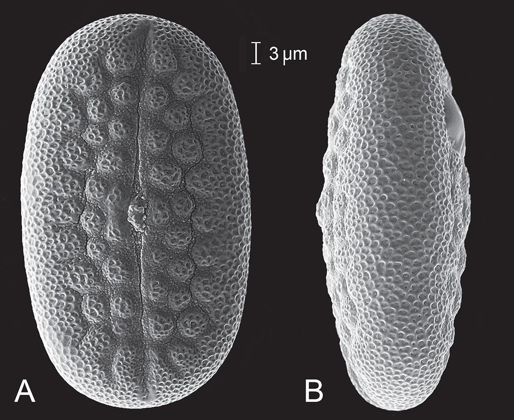 NUMBER 15 DANIEL & LOTT: A NEW SPECIES OF JUSTICIA (ACANTHACEAE) FROM MEXICO 19 FIG. 3. Pollen of Justicia salasiae (Daniel et al. 11890). A. Apertural view showing colporate aperture flanked by 2 rows of insulae and 1 row of peninsulae on each side.
