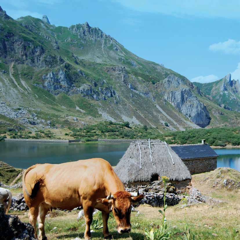 Asturiana de los Valles cow in Somiedo,