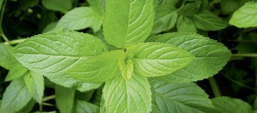 A. M. TODD WORLD OF MINT Commercial Mint Varieties in the ADM Portfolio» More than 95% of all