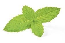 Corn Mint [Mentha Arvensis] A sterile perennial whose resulting essential oil is the