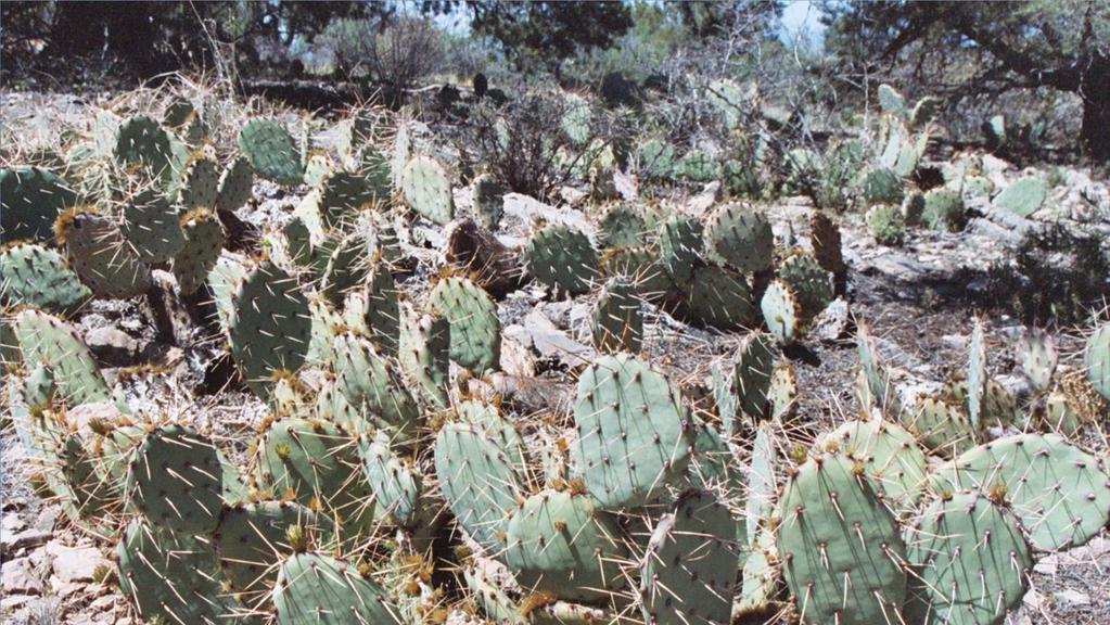 Brown-spined Prickly Pear