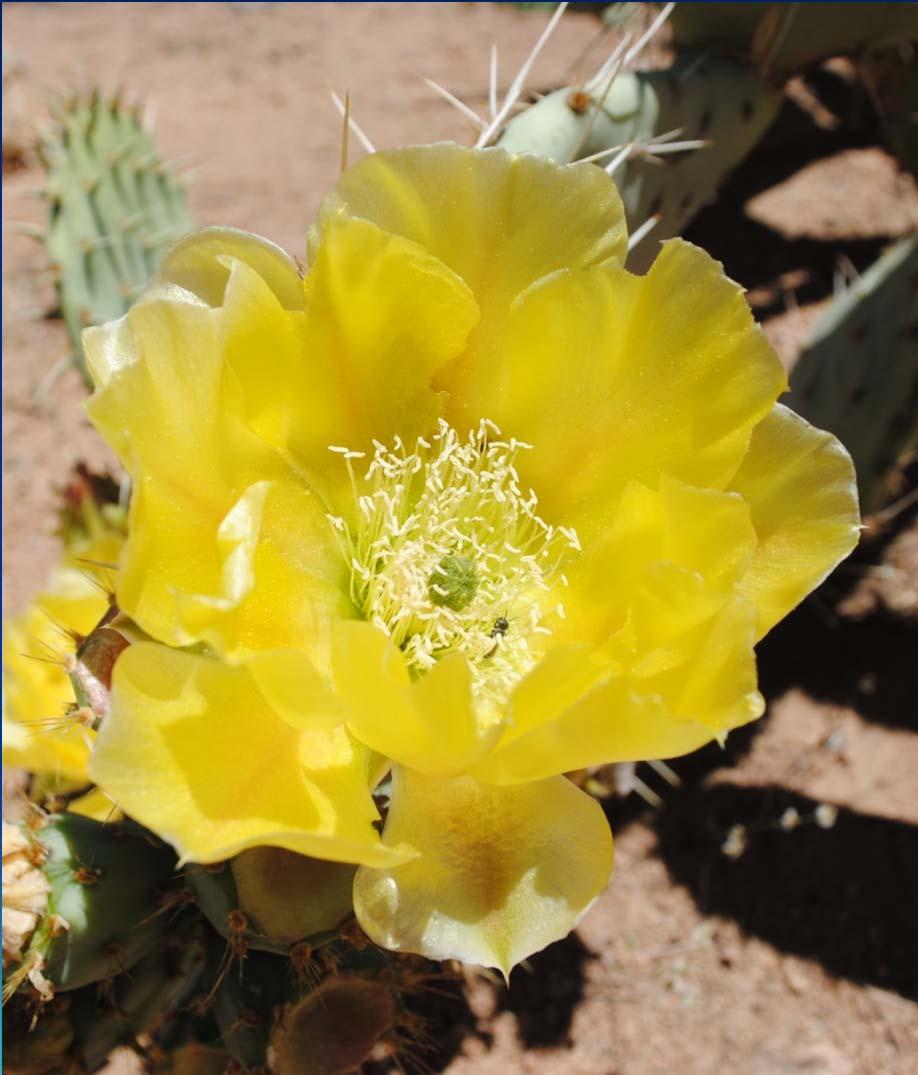 Engelmann s Prickly Pear (Opuntia engelmannii) Widespread throughout much of Southwest and Mexico