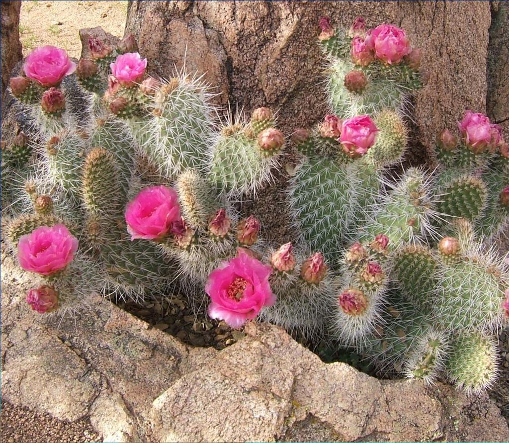 Grizzly Bear Cactus (Opuntia polyacantha var.