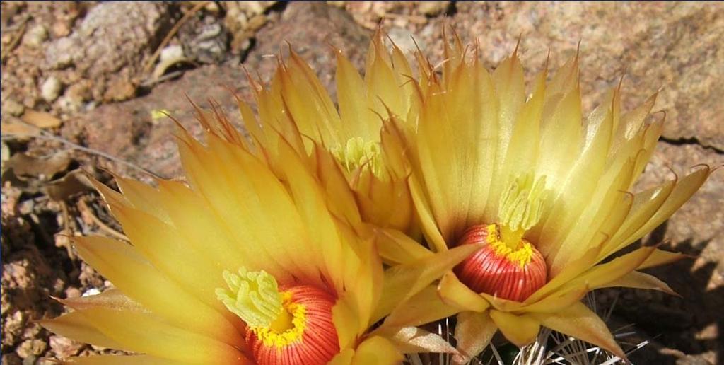 Sea Urchin Cactus