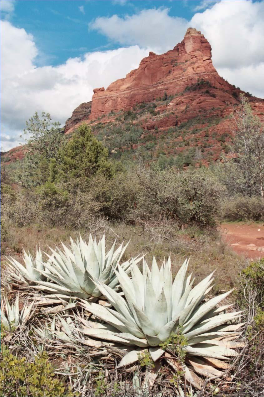 Parry Agave (Agave parryi) Native to Arizona, New Mexico and