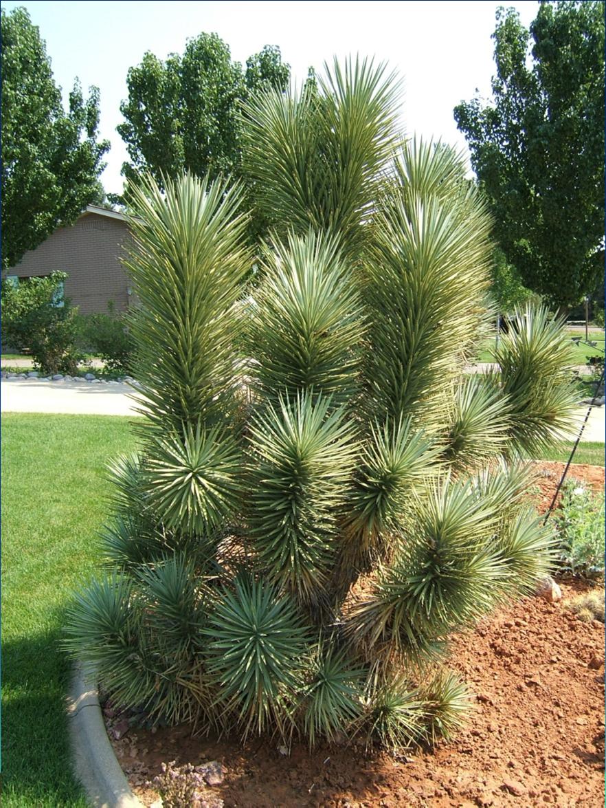 Joshua Tree (Yucca brevifolia) Native to Arizona, California, Nevada
