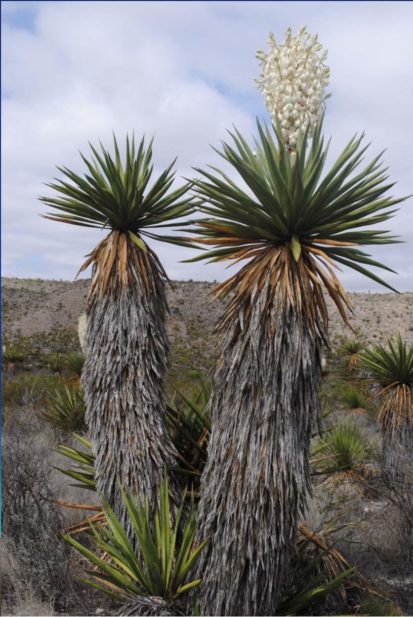 Giant Dagger Yucca (Yucca faxoniana) Native to west