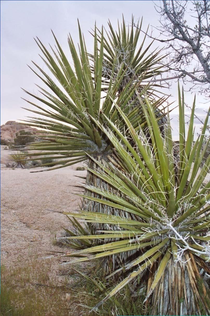 Mohave Yucca (Yucca schidigera) Native to Arizona, California