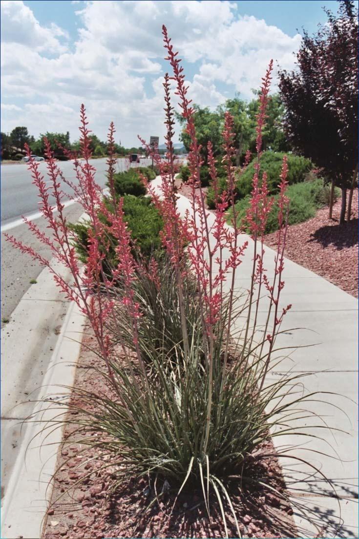 Red Yucca (Hesperaloe parviflora) Native to west Texas and