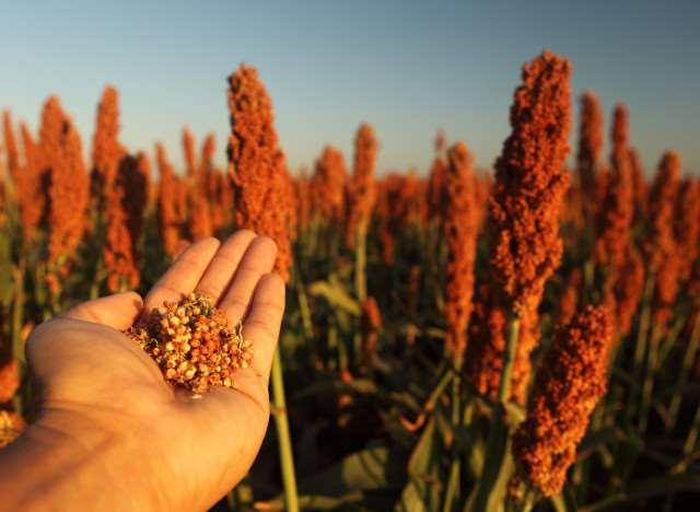 SORGHUM IS THE