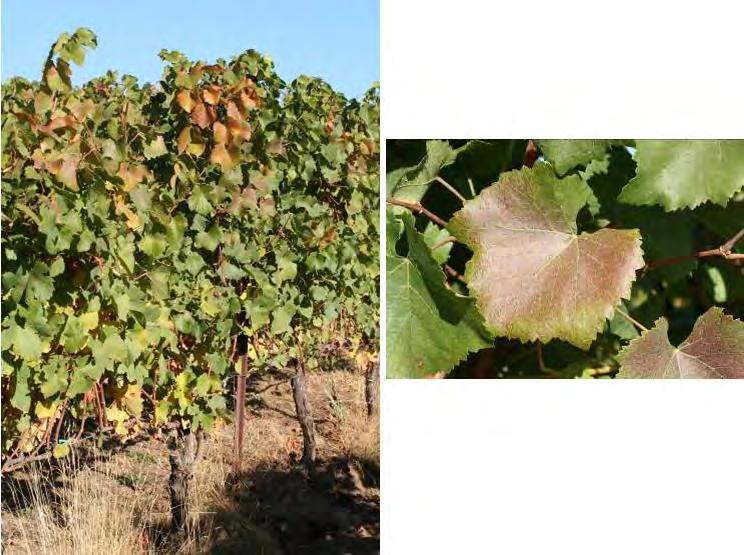 This is another example of the bronzing effect on vines. This effect may vary with cultivar, infestation level and region.