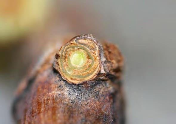 Figure 6. Cross section of a live bud, indicated by green tissues (P.